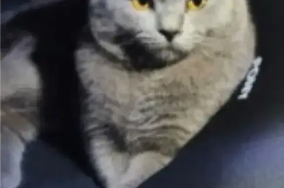 Lost and found pets Singapore, photo: Lost cat, Ang Mo Kio Avenue 5, 503, Sengkang — male with grey fur