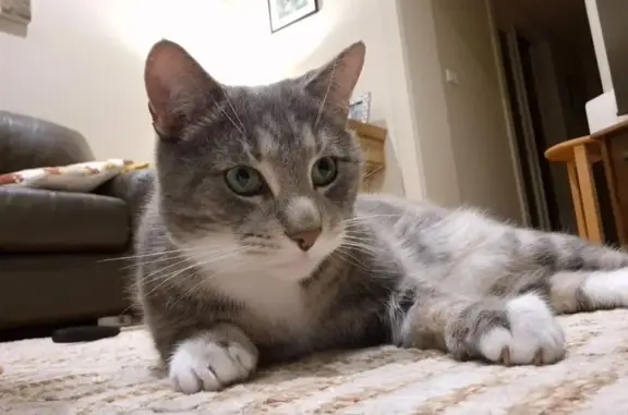 Lost male cat, Bolinda Road, Boroondara, Melbourne — grey tabby with a blue collar - photo