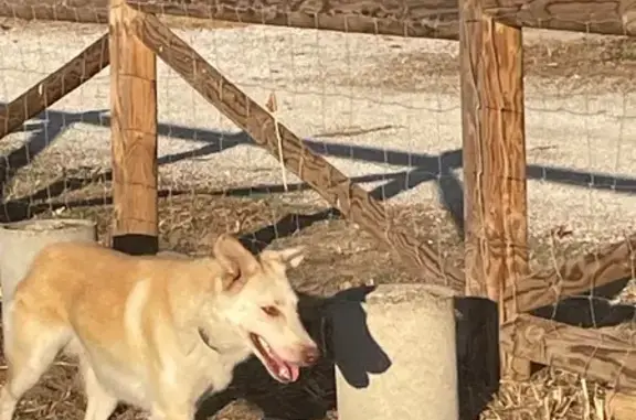 Búsqueda de mascotas, foto: Encontrado perro, Calle Playa del Sardinero, 23, Las Rozas de Madrid — tranquilo y juguetón