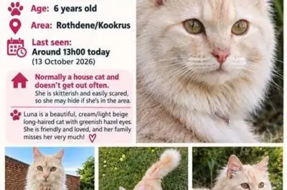 Lost cat, Meyerton, Johannesburg — 6-year-old fluffy cream female - photo
