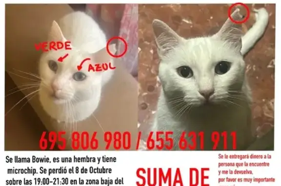 Gato perdido, Padul, Granada — ojos de distinto color - photo