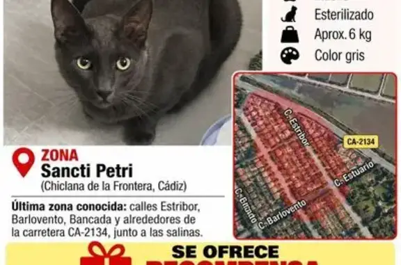 Gato perdido, Carretera de Sancti Petri, 73, Poblado de Sancti Petri, Chiclana de la Frontera — sin collar - photo