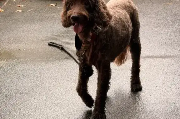 Lost and found pets Singapore, photo: Found dog, Garlick Avenue, Singapore, Queenstown — very mellow, no collar