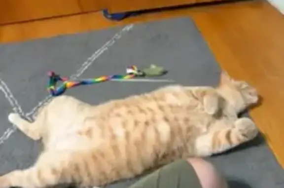 Orange tiger tabby, big golden eyes, skittish, usually timid of other humans, no collar bigger cat 15lbs