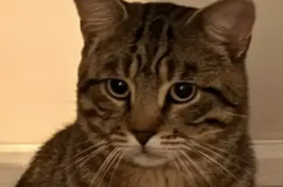 Lost male cat, Birch Avenue, 34, Swadlincote — Mango, a quiet tabby with green eyes - photo