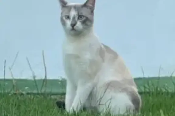 Gato perdido, Osuna, Andalucía, Las Rozas de Madrid — hembra gris y blanca, ojos azules - photo