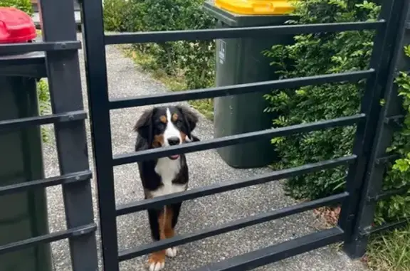 She’s a Bernese Mountain puppy. Very friendly and likes to be cuddle. She has a big white cross at her chest which is quite distinctive