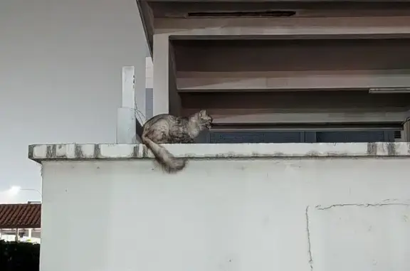 Lost and found pets Singapore, photo: Found cat, Ang Mo Kio Avenue 3, 322, Sengkang — grey long-haired cat