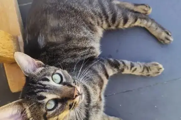 Gato perdido, Avenida de los Menicenses, 530, Miengo, Camargo — muy asustadizo - photo