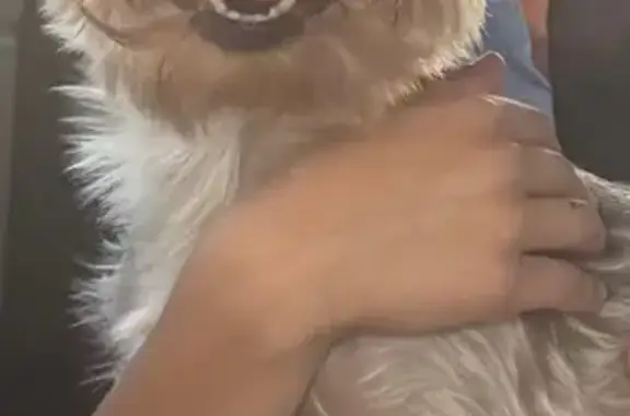 Found pets Las Vegas, photo: Found dog, female, Pitch Fork Avenue, 8645, Las Vegas — Yorkie