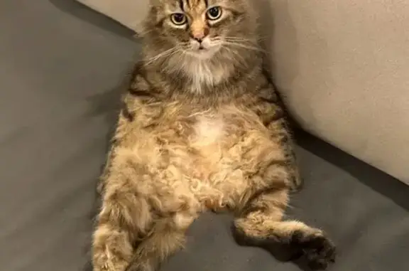 Lost and found pets Singapore, photo: Lost cat, Jelapang Road, 503, Choa Chu Kang — 10-year-old female Ragdoll