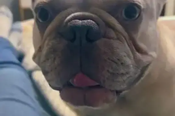 Missing dog Indianapolis, photo: Lost dog, Collins Lane, 90, Corbin, Indianapolis — short, stocky white French bulldog