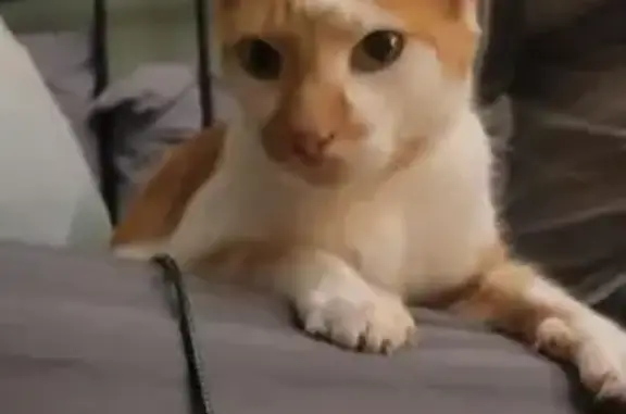 Lost cat, Quinton Court, 4001, Columbia — male with a significantly tipped ear - photo