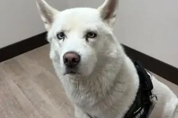 Lost dog, Marjorie Street, 163, Battle Creek — female Siberian husky with blue eyes - photo