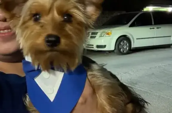 Lost male dog, San Antonio — golden face, dark gray torso - photo