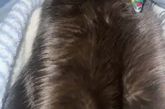 Lost cat, Granville, Indiana — black male wearing a Hello Kitty collar - photo