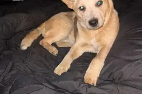 Missing dog North Anson, photo: Lost dog, Madison Avenue, 203, Skowhegan, North Anson — female Australian cattle dog