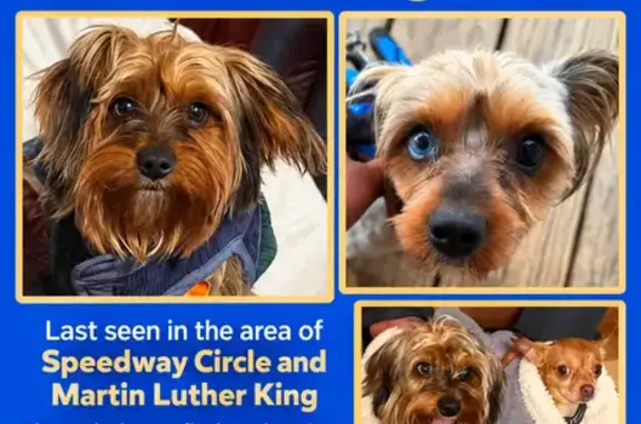 Lost Dog, Speedway Circle, Knoxville, Arlington — brown Yorkie with different-colored eyes - photo