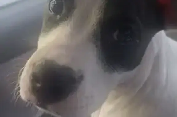 Lost dog, female, Flatwoods, Kentucky, Bridgeville — pit/Dalmatian mix - photo