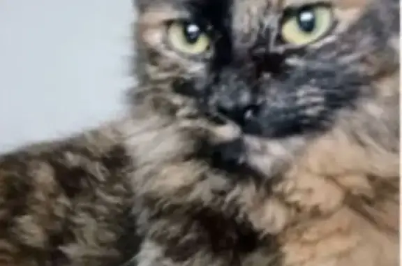 Gato perdido, Avenida João XXIII, 2537 — 4 anos e super dócil - photo
