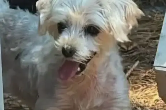 Lost pets Lilburn, photo: Lost dog, Rockbridge Road, 722, Lilburn — disfigured face on her right side