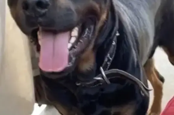 Lost dog, male Rottweiler, Joseph Campau Avenue, 3583, Detroit — black collar - photo