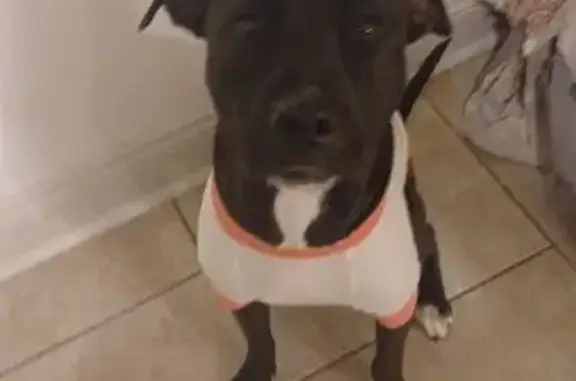 Lost female dog, Elysian Fields Avenue, New Orleans, Arlington — 55 pounds - photo