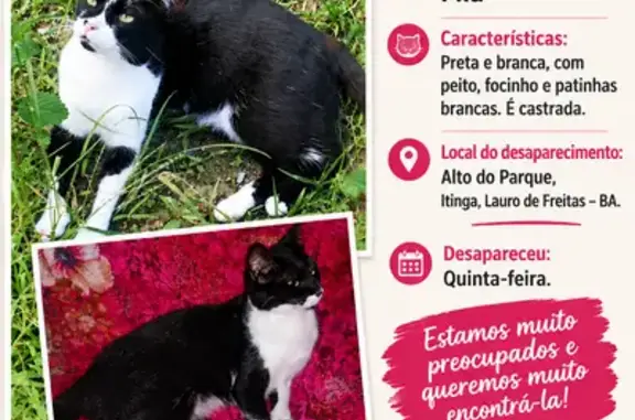 Gato perdido, Rua Alto do Parque, 630 — gatinha muito dócil - photo