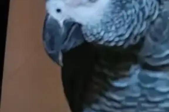 Lost pets Bronx, photo: Lost bird, New Rochelle, New York, Bronx — 30-year-old female with two red feathers