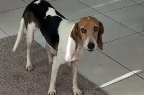 Encontrado cachorro fêmea, Rod...