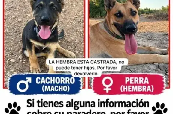 Perro perdido, hembra, La Guijarrosa, Andalucía, Sevilla — tiene lunares en el hocico - photo