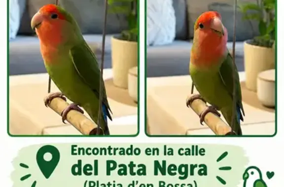 Muy tranquilo y al parecer mayor ,no lleva anilla ,por lo que imagino que ha sido criado fuera de aviario