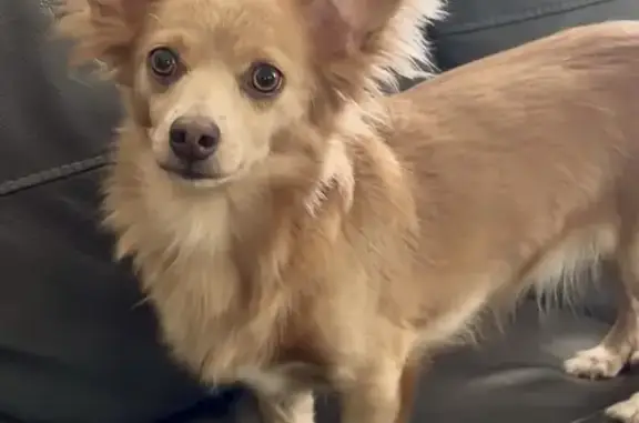 Lost dog, female, Mississippi 613, 21800, Moss Point — large ears - photo
