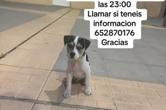 Perro perdido, Calle Mayor, 64, Alcantarilla — blanco con manchas negras - photo