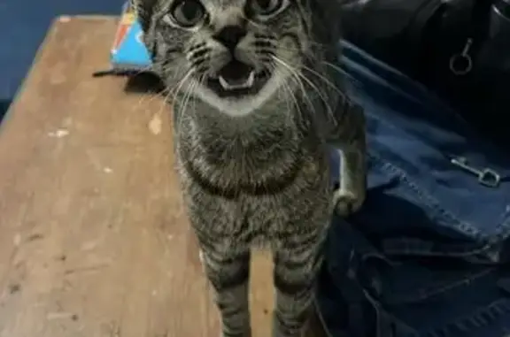 Gato encontrado, Rua Aristótel...