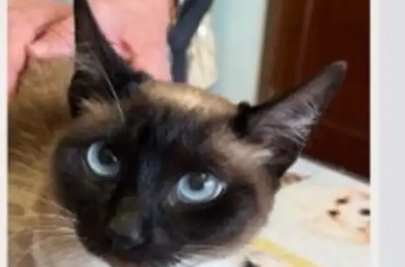 Gato perdido, hembra, Urbanizacion Las Lindes, 7, Camargo — ojos azules - photo