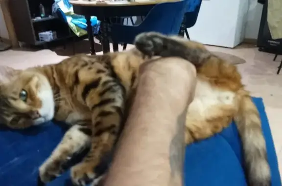Gato perdido, Carrer de Montjuïc, Catalunya — le falta un trozo de dedo - photo