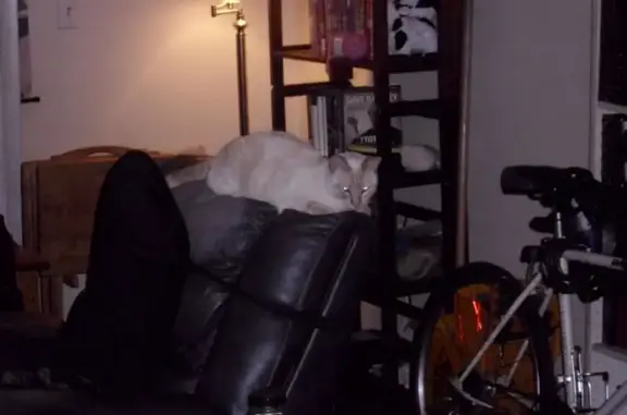 Lost pets San Jose, photo: Lost cat, Danze Drive, 282, San Jose — white cat with blue eyes