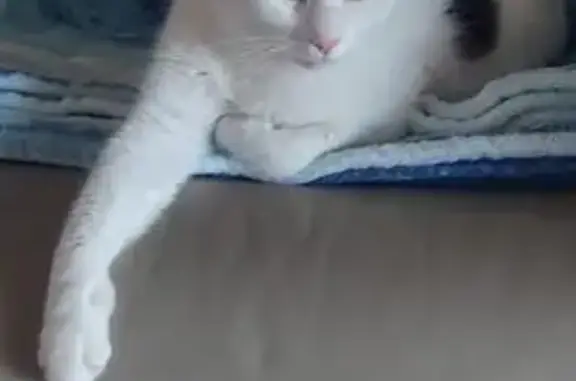Lost female cat, Summerfield, Florida, Summerfield — white with black spots - photo