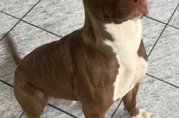 Cachorro encontrado, Rua Hemis...