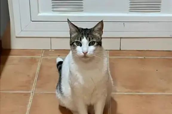 Gato perdido macho, Arrabal Ue. C, 3R, La Cala del Moral, Rincon de la Victoria — blanco y romano - photo
