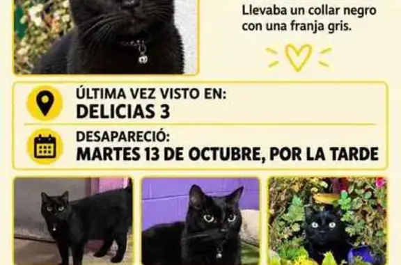 Gato perdido, Calle Hacienda Saucillo, Baja California, Rancho La Gloria — es de tamaño medio y gordito - photo