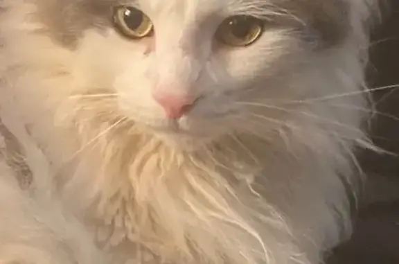 Lost cat, River Street, 142, Southbridge, Fiskdale — large, fluffy grey-and-white male - photo