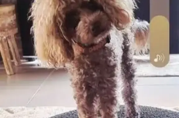 Lost dog, female, Cassidy Street, 28, City of Moreton Bay, Caboolture — 2.1 kg with a brown collar - photo
