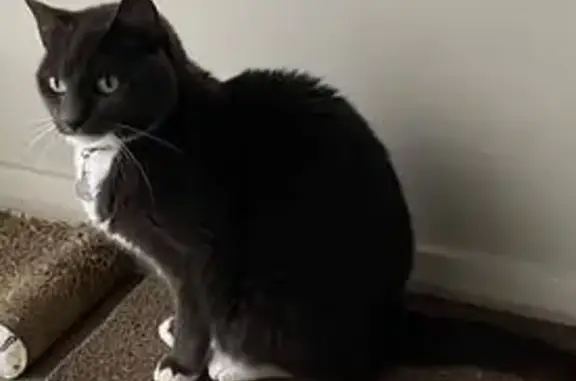 Lost cat, Hull Road, 271, Benoni — female, 12 years old - photo