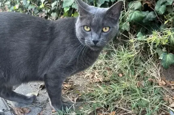 Búsqueda de mascotas, foto: Encontrado gato, Calle de la Isla de Yeso, 16, Fuencarral-El Pardo — pelaje negro azulado