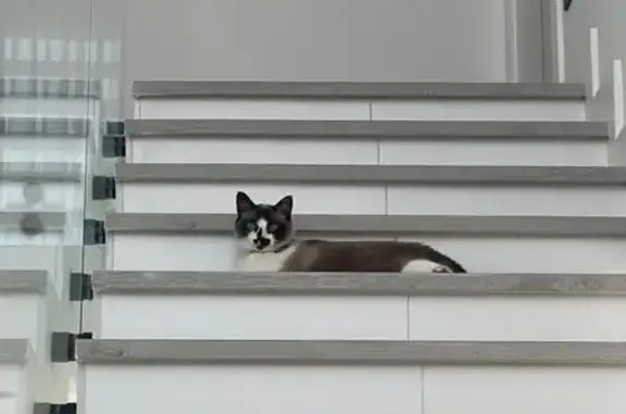 Gato perdido, Calle Ciervo, 12F, Salamanca — hembra castrada y muy cariñosa - photo