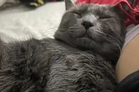 Lost pets Salem, photo: Lost cat, Trade Street Southeast, 1565, Salem, Portland — grey male with yellow eyes