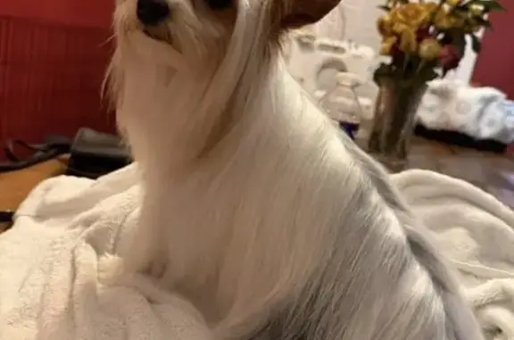 Lost dog, Carroll Road, 611, Paragould — male Yorkshire terrier with light brown ears - photo