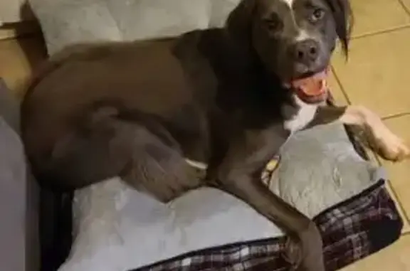 Lost pets Arlington, photo: Lost male dog, Maple Street, 500, North Little Rock, Arlington — grey and white, 11 years old